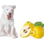 can dogs eat quince?