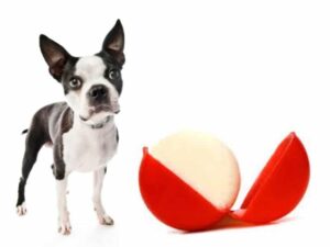 can dogs eat babybel cheese?