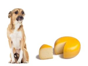 can dogs eat gouda cheese?