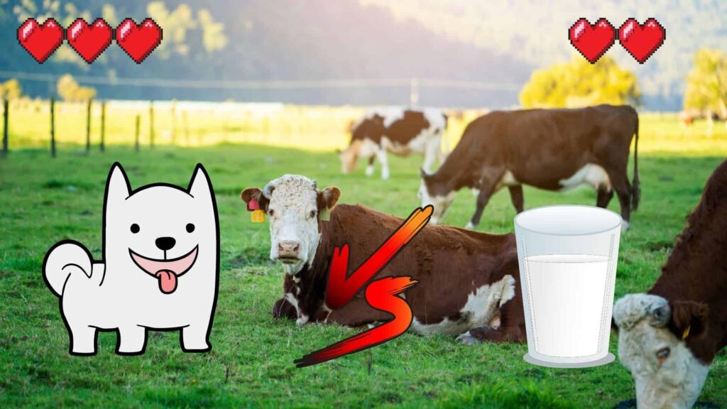 can dogs eat milk?