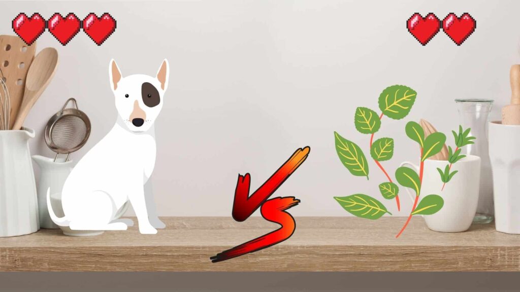 can dogs eat oregano?