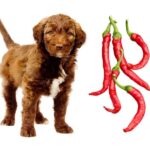 can dogs eat cayenne pepper?