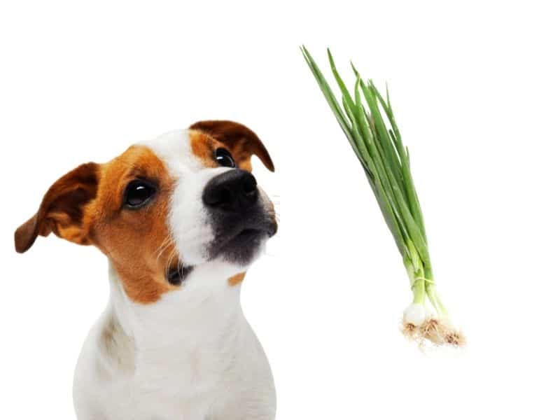 can dogs eat chives?