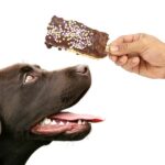 can dogs eat chocolate?