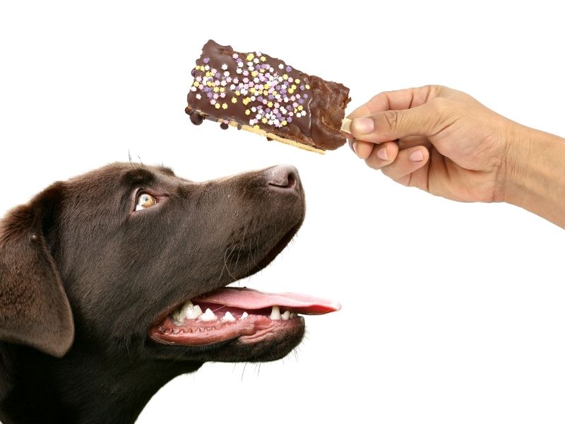 can dogs eat chocolate?