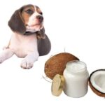 can dogs eat coconut oil?