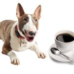 can dogs eat coffee?