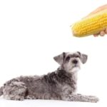 can dogs eat corn?