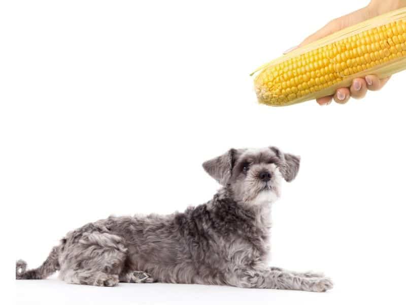 can dogs eat corn?