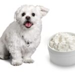 can dogs eat cottage cheese?