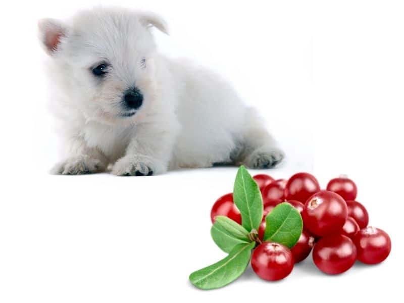 can dogs eat cranberries?