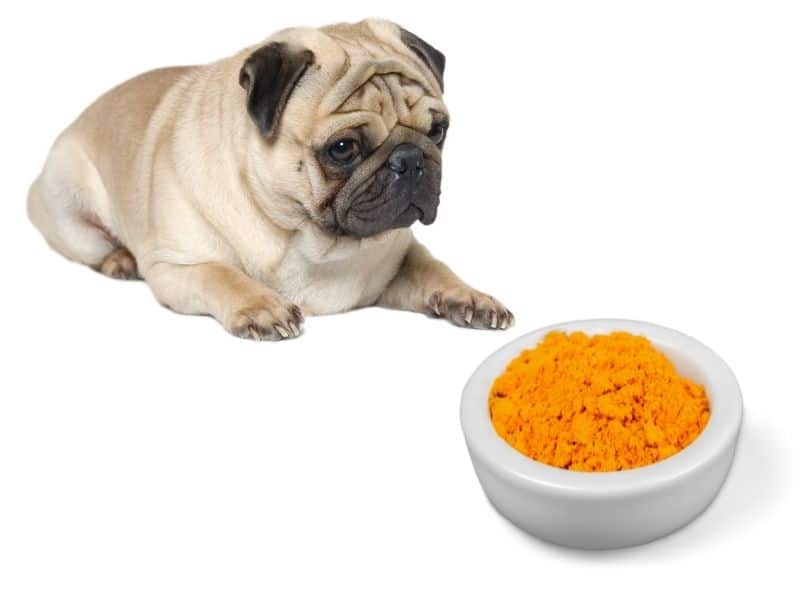 can dogs eat curry?