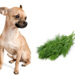 can dogs eat dill?