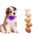 can dogs eat eggs?