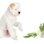 can dogs eat fennel?