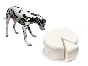 can dogs eat ricotta cheese?