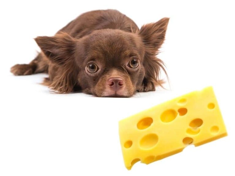 CAN DOGS EAT CHEESE [23 CHEESES RANKED BEST TO WORST ] Safe For Dog