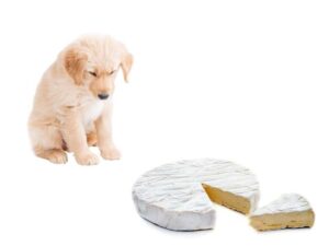 can dogs eat brie cheese?