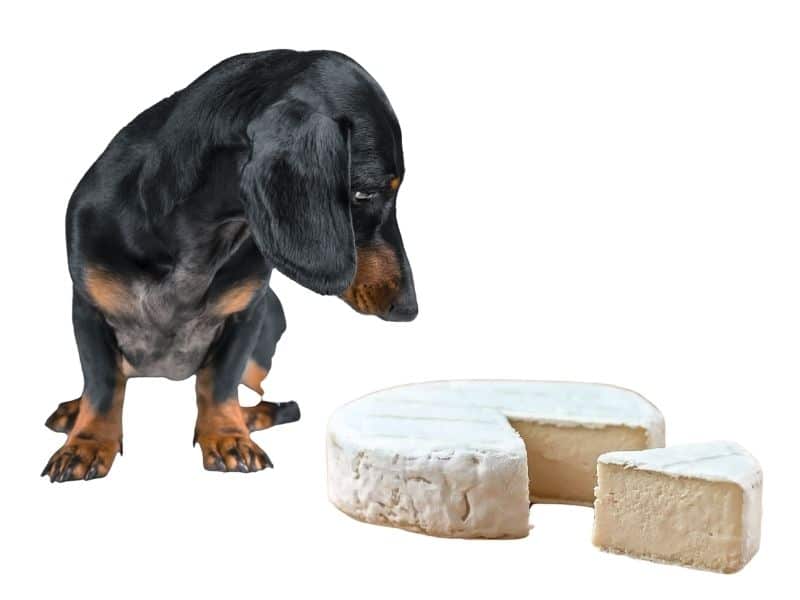 CAN DOGS EAT CHEESE [23 CHEESES RANKED BEST TO WORST ] Safe For Dog
