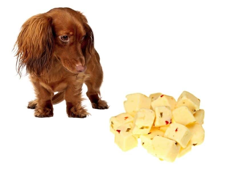 CAN DOGS EAT CHEESE [23 CHEESES RANKED BEST TO WORST ] Safe For Dog