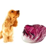 can dogs eat radicchio?