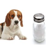 can dogs eat salt?