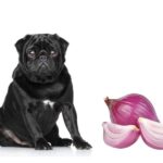 can dogs eat shallots?