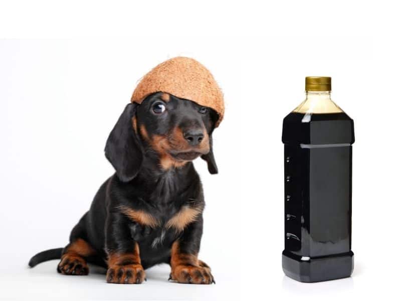 can dogs eat soy sauce?