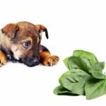 can dogs eat spinach?