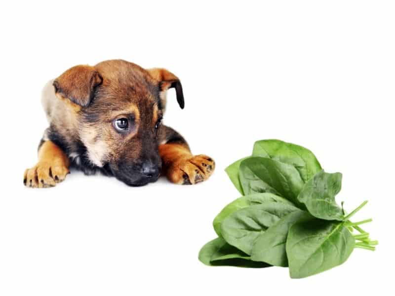 can dogs eat spinach?