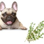 can dogs eat thyme?