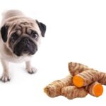 can dogs eat turmeric?