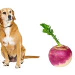 can dogs eat turnips?