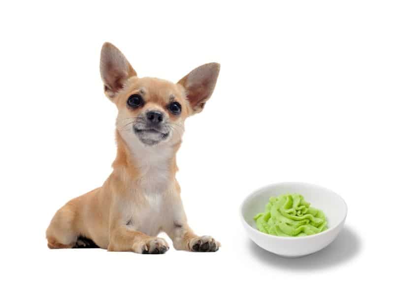 can dogs eat wasabi?