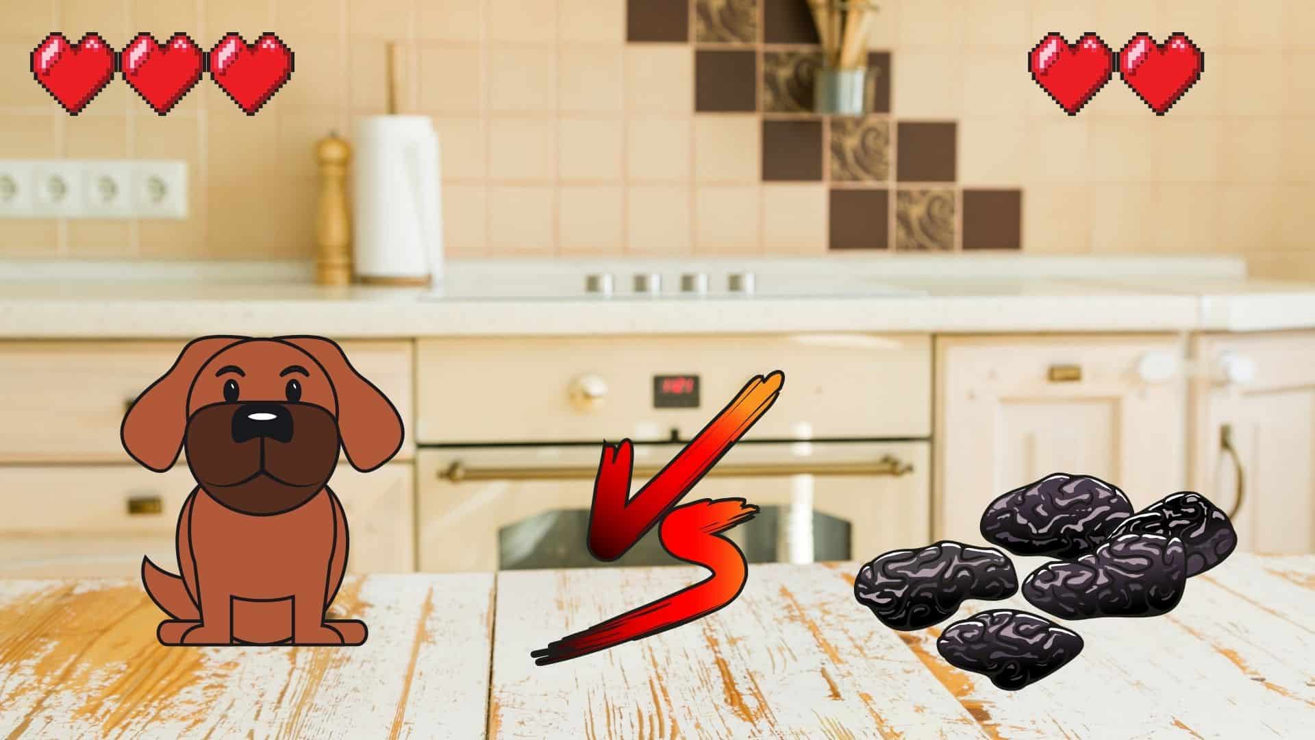 CAN DOGS EAT RAISINS? [HIGHLY TOXIC] Safe For Dog