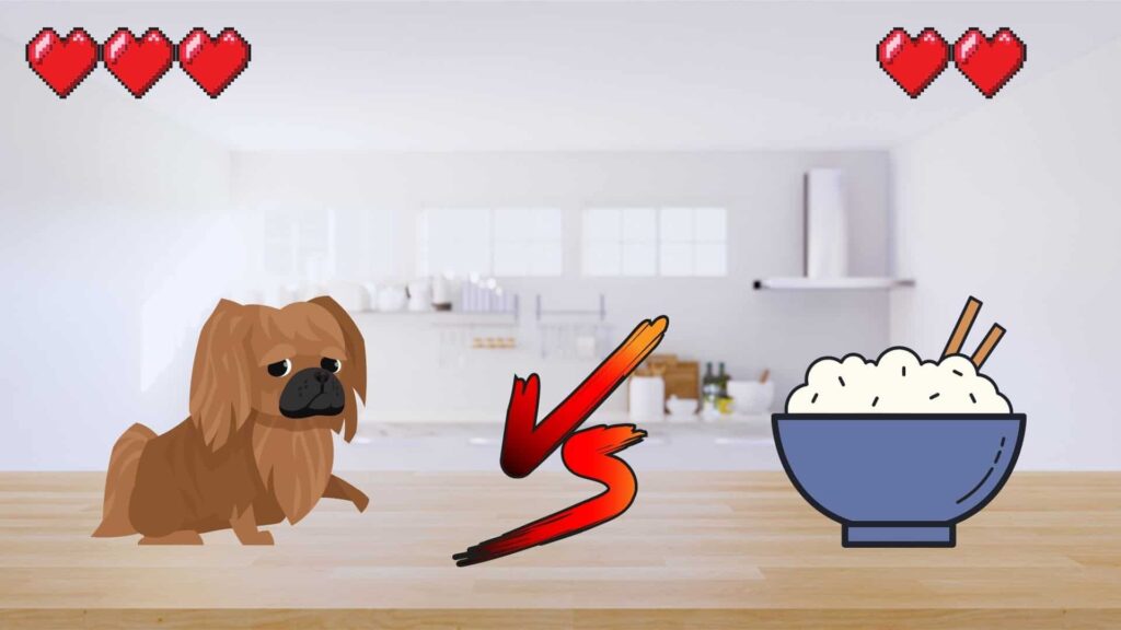 can dogs eat rice?