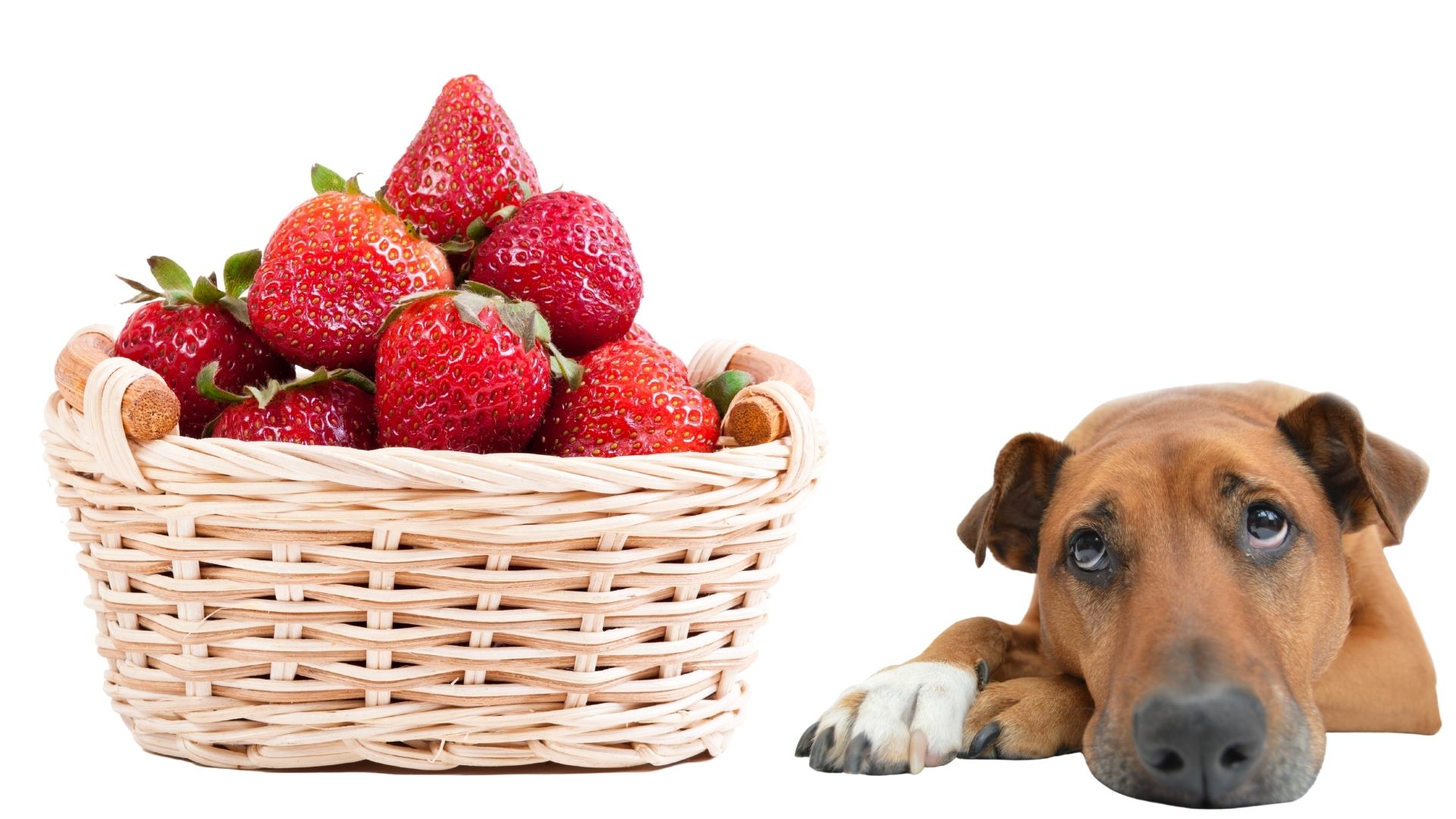 CAN DOGS EAT STRAWBERRIES [SAY NO TO CANNED]? Safe For Dog