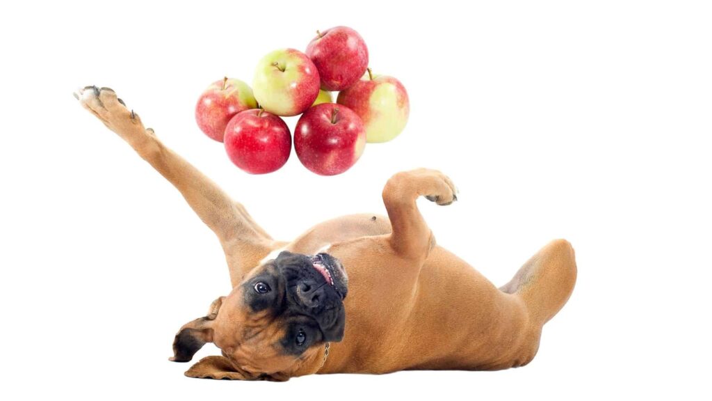 When are apples harmful to dogs?