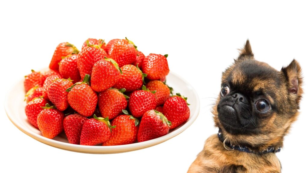 How many strawberries can a dog consume?