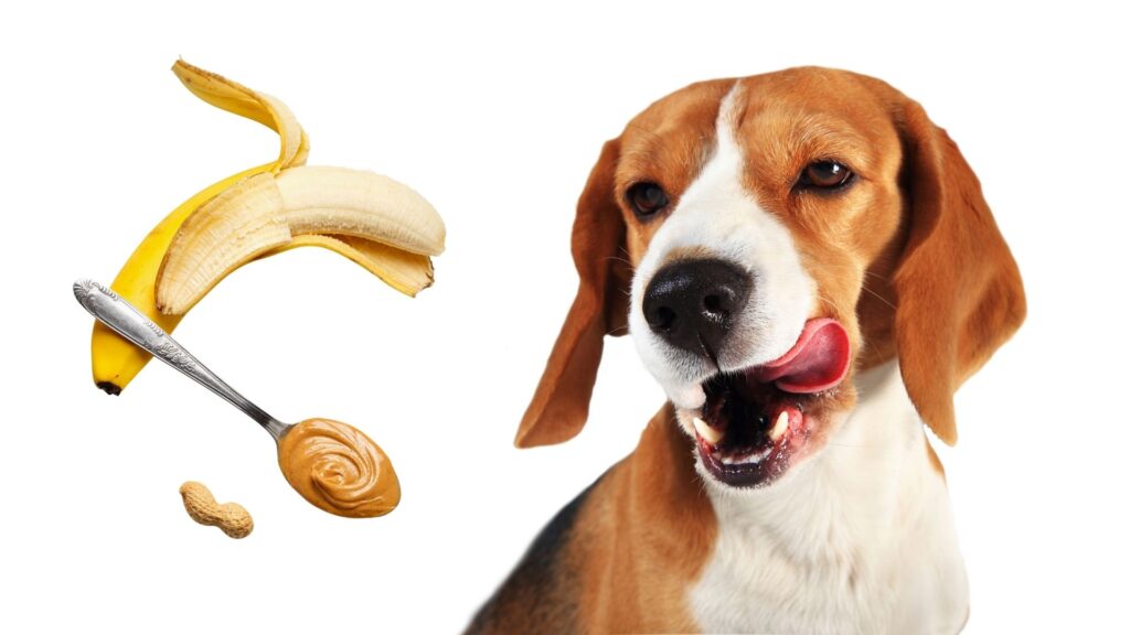 Homemade banana dog treat recipe