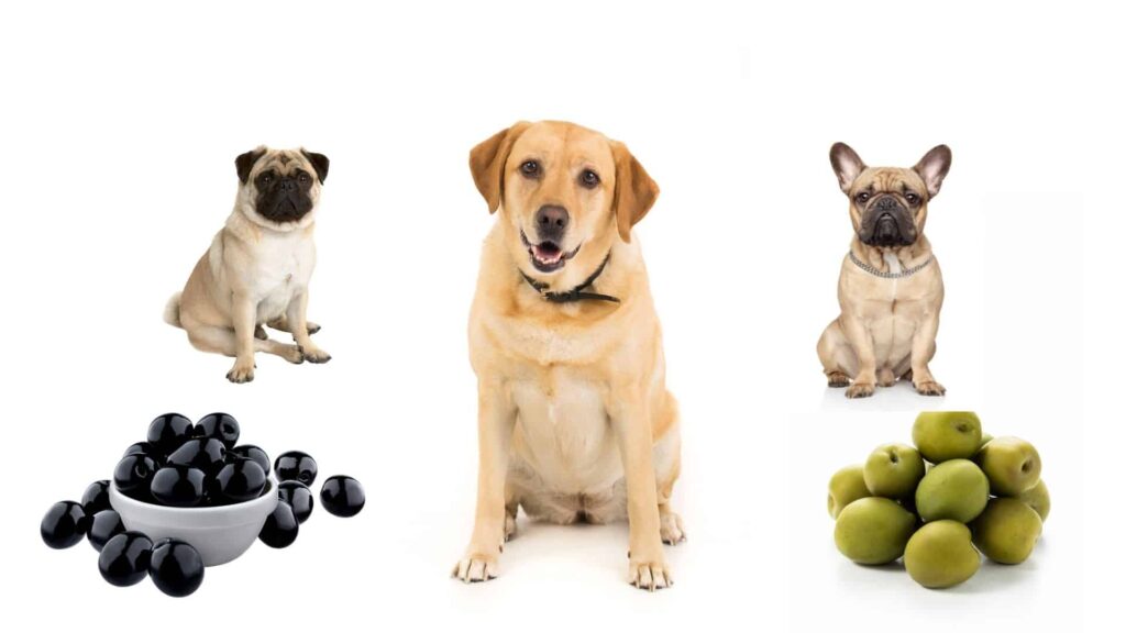 Can specific breeds eat olives?