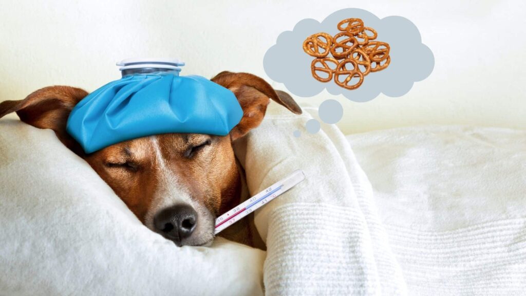 When are pretzels harmful to dogs?