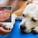 Liver Stress in Dogs